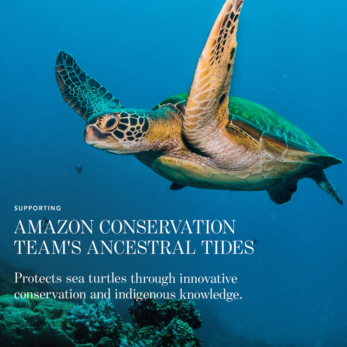 CHANTECAILLE Sea Turtle Collection - Lip Chic купить в Beauty Storage. Быстрая доставка по России и СНГ.