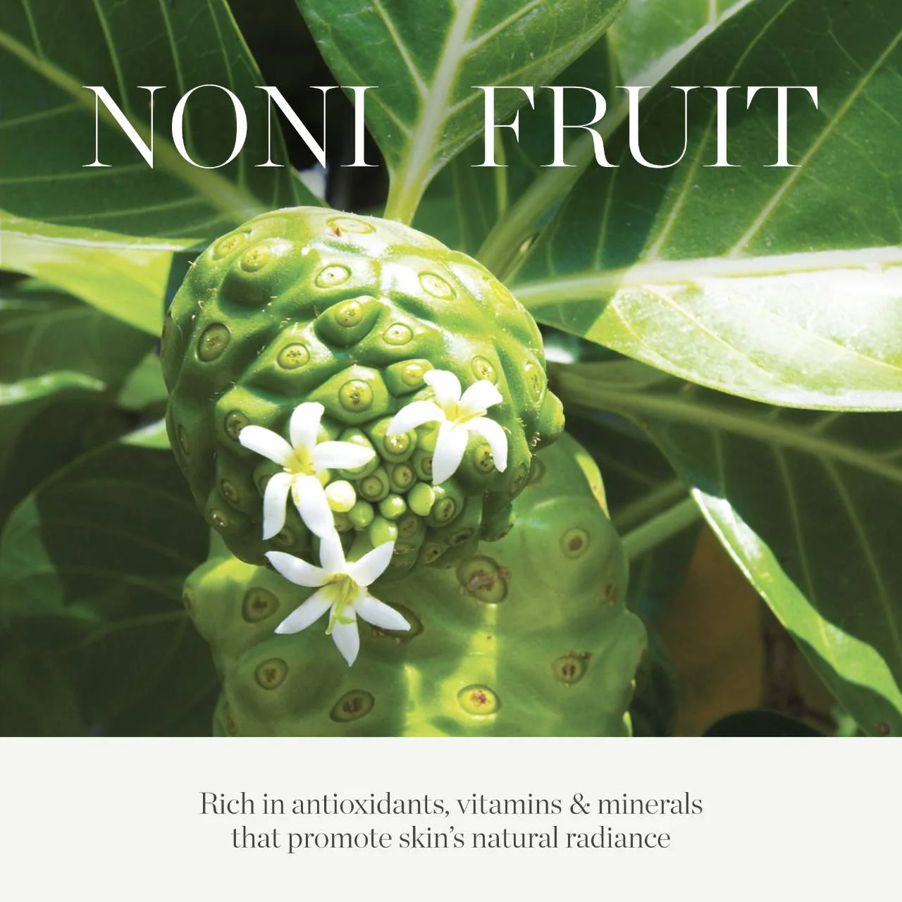 KORA ORGANICS Noni Glow Face Oil купить в Beauty Storage. Быстрая доставка по России и СНГ.