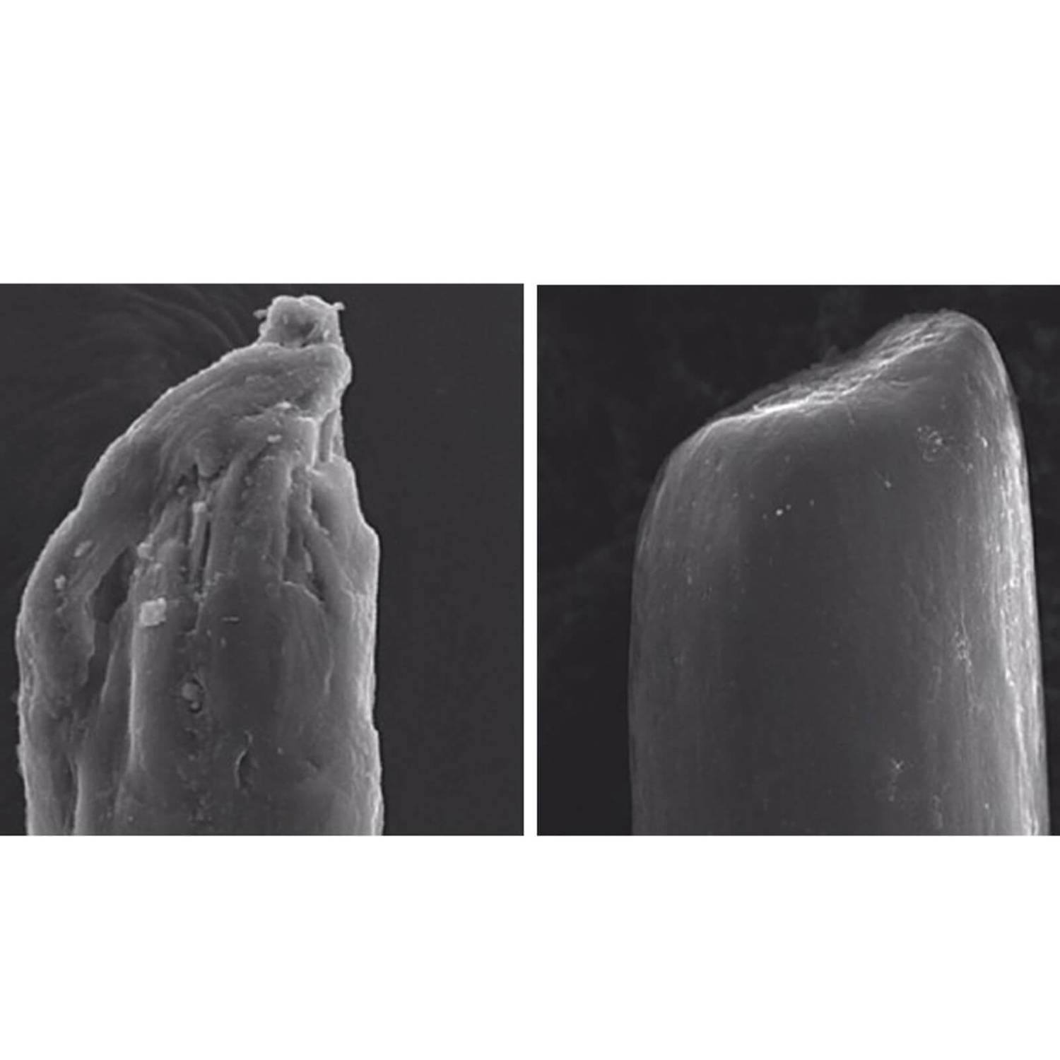 OLAPLEX No.5 Bond Maintenance Conditioner купить в Beauty Storage. Быстрая доставка по России и СНГ.
