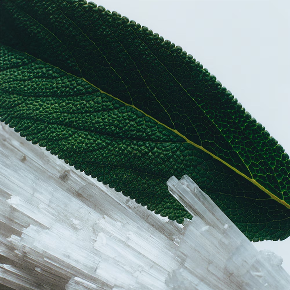 JO MALONE Wood Sage and Sea Salt купить в Beauty Storage. Быстрая доставка по России и СНГ.