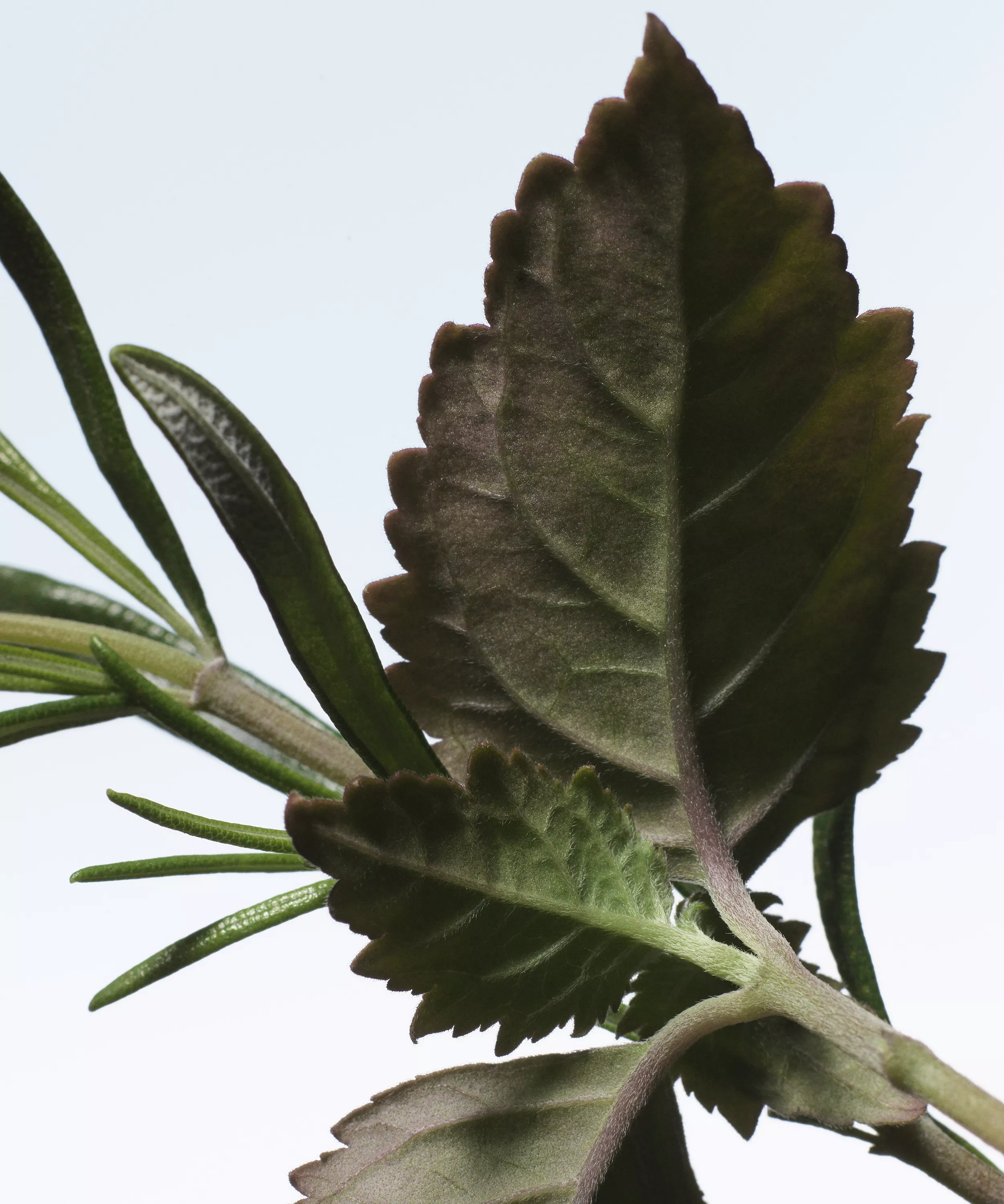 DRIES VAN NOTEN Voodoo Chile Eau de Parfum купить в Beauty Storage. Быстрая доставка по России и СНГ.