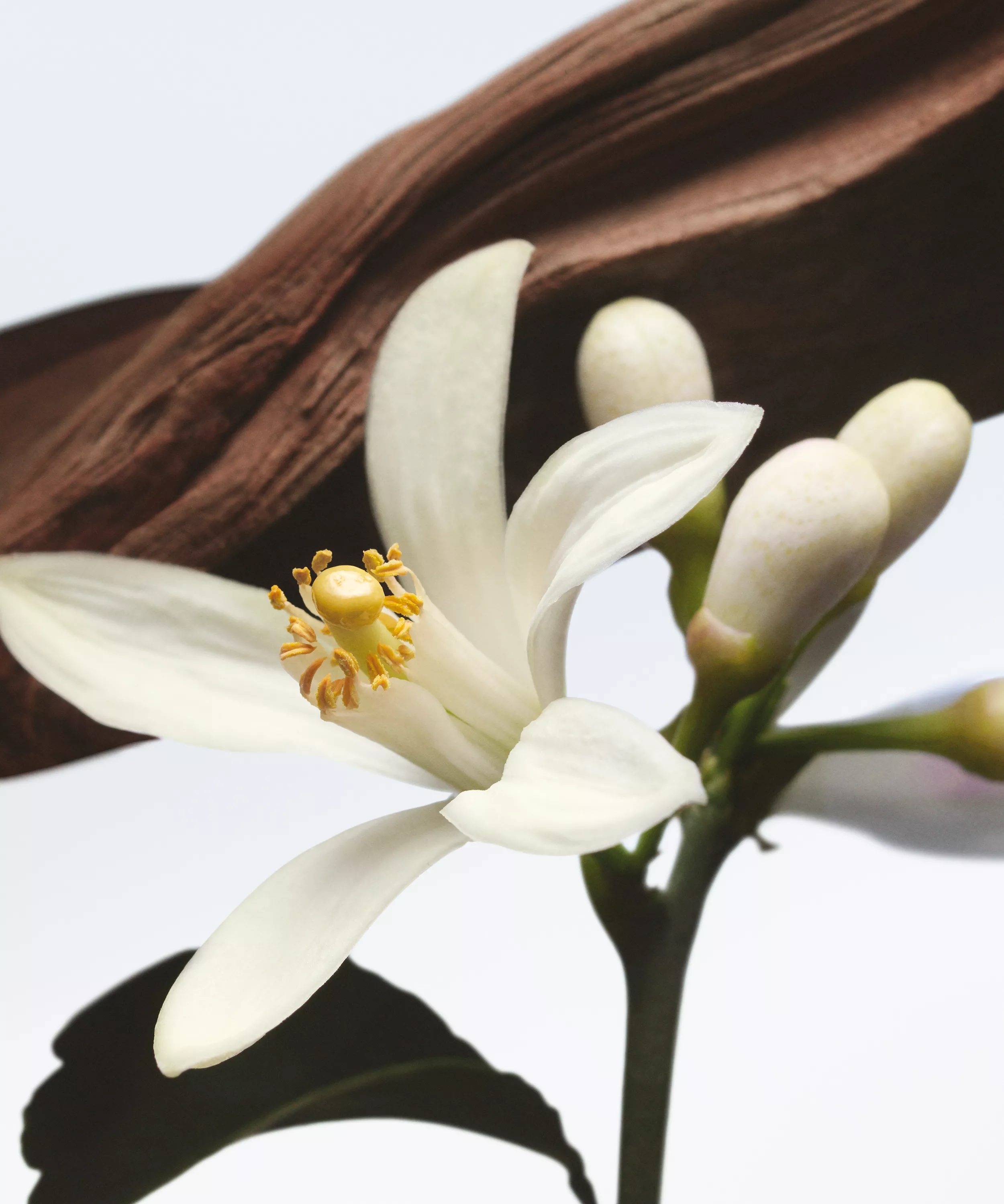 DRIES VAN NOTEN Jardin de L'Orangerie Eau de Parfum купить в Beauty Storage. Быстрая доставка по России и СНГ.