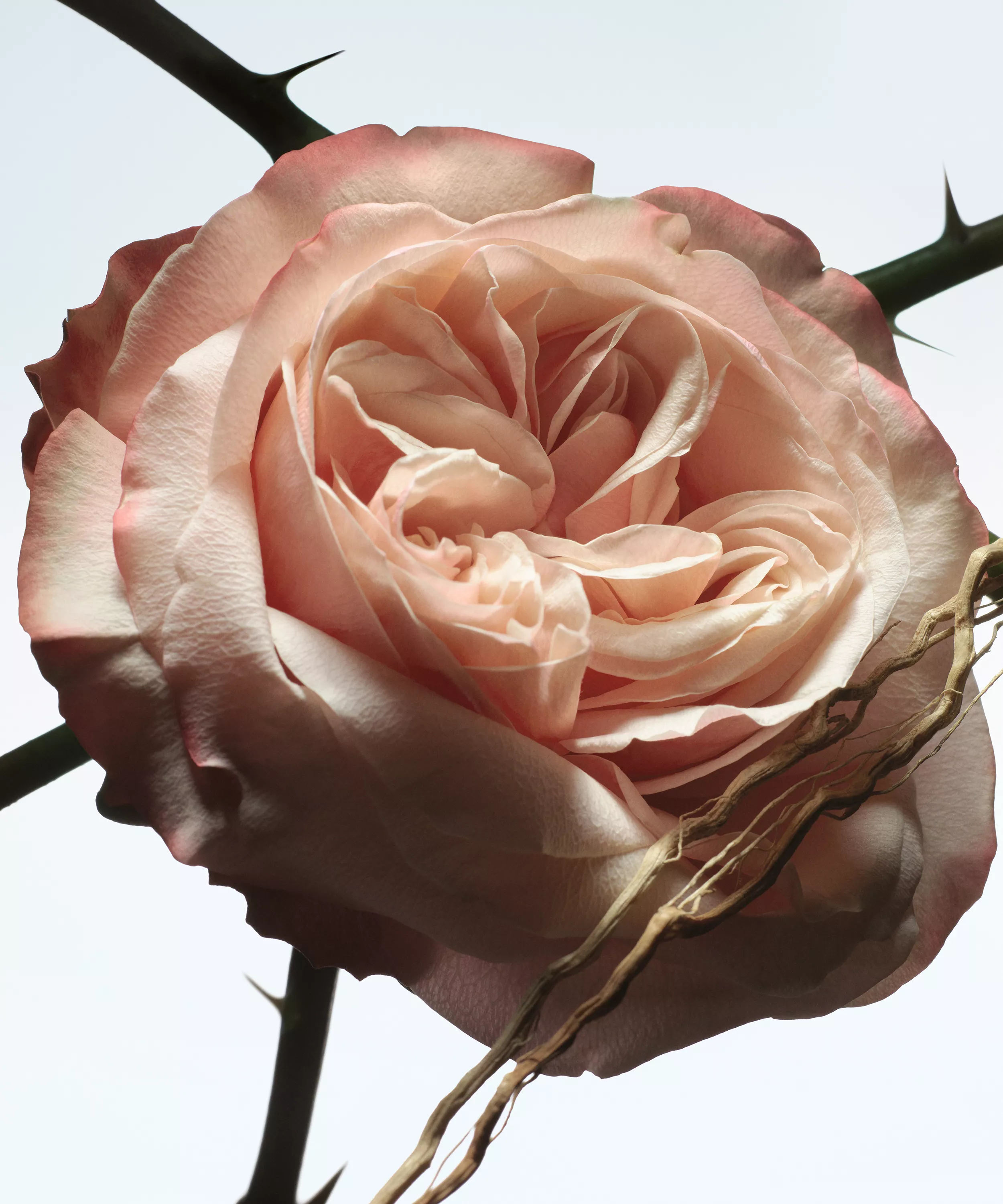 DRIES VAN NOTEN Rosa Carnivora Eau de Parfum купить в Beauty Storage. Быстрая доставка по России и СНГ.